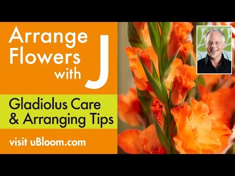 download lagu mp3 mp4 Silk Gladiolus, download lagu Silk Gladiolus gratis, unduh video klip Silk Gladiolus