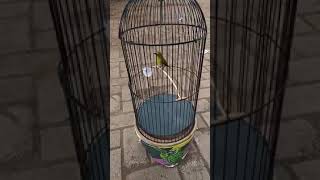 Download lagu PLECI PACITAN GACOR !!! NEMBAK WIT WIT !!! NEMBAK CIBLEK GUNUNG !!! mp3