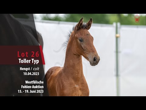 Fohlen-Auktion Lot 26 Toller Typ Hengst v.Taurus - Quantensprung