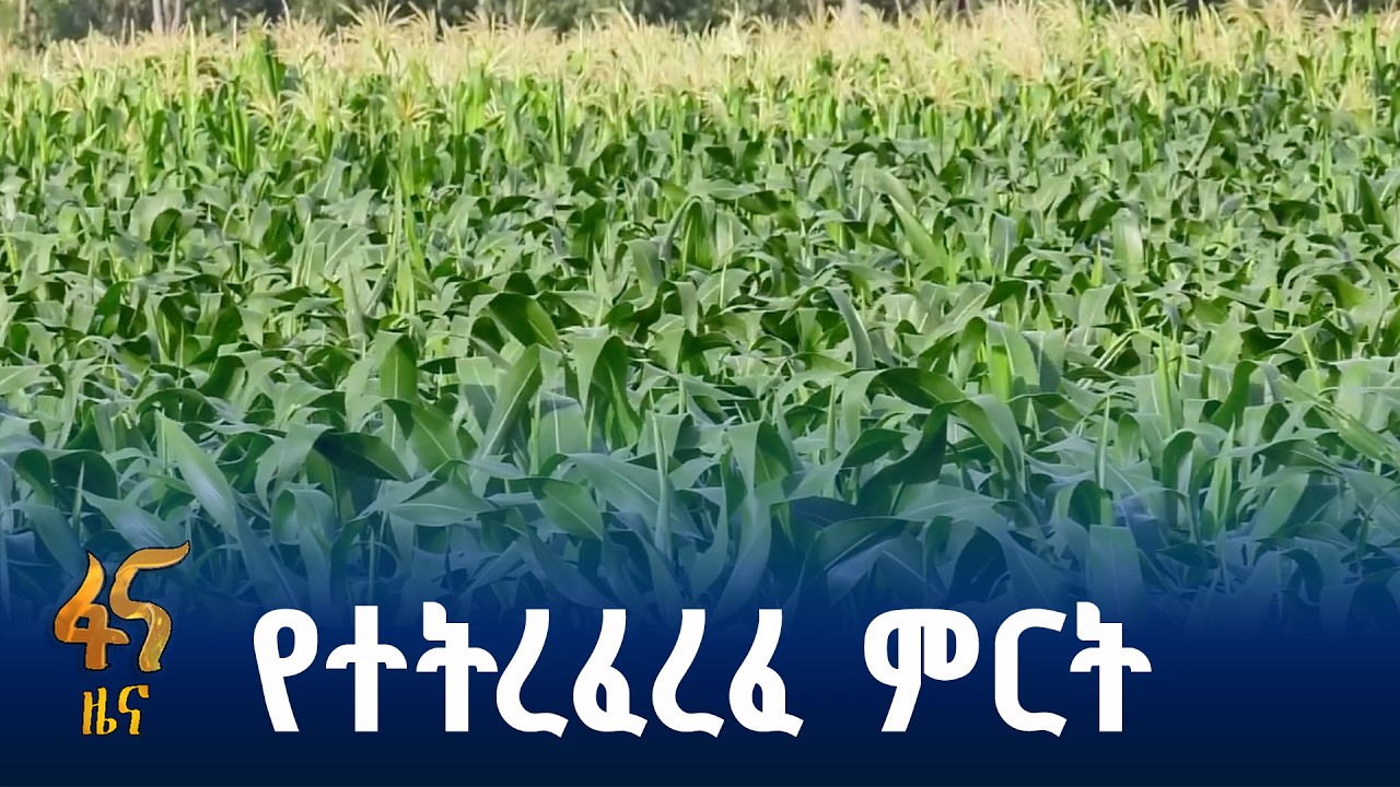 በኩታገጠም እርሻ ምርት በእጥፍ እድጓል