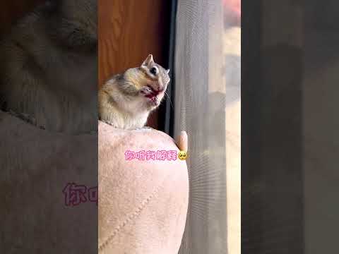 【#小松鼠普洱】出血了?!原来是偷吃啊!#萌宠日常记录 #奇妙的动物 #万物可爱计划