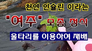 [텃밭농부 1,448]  천연 인슐린 이라는 여주. 모종 정식하는 방법. #여주재배