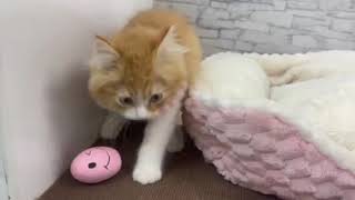 スコティッシュフォールドの動画01