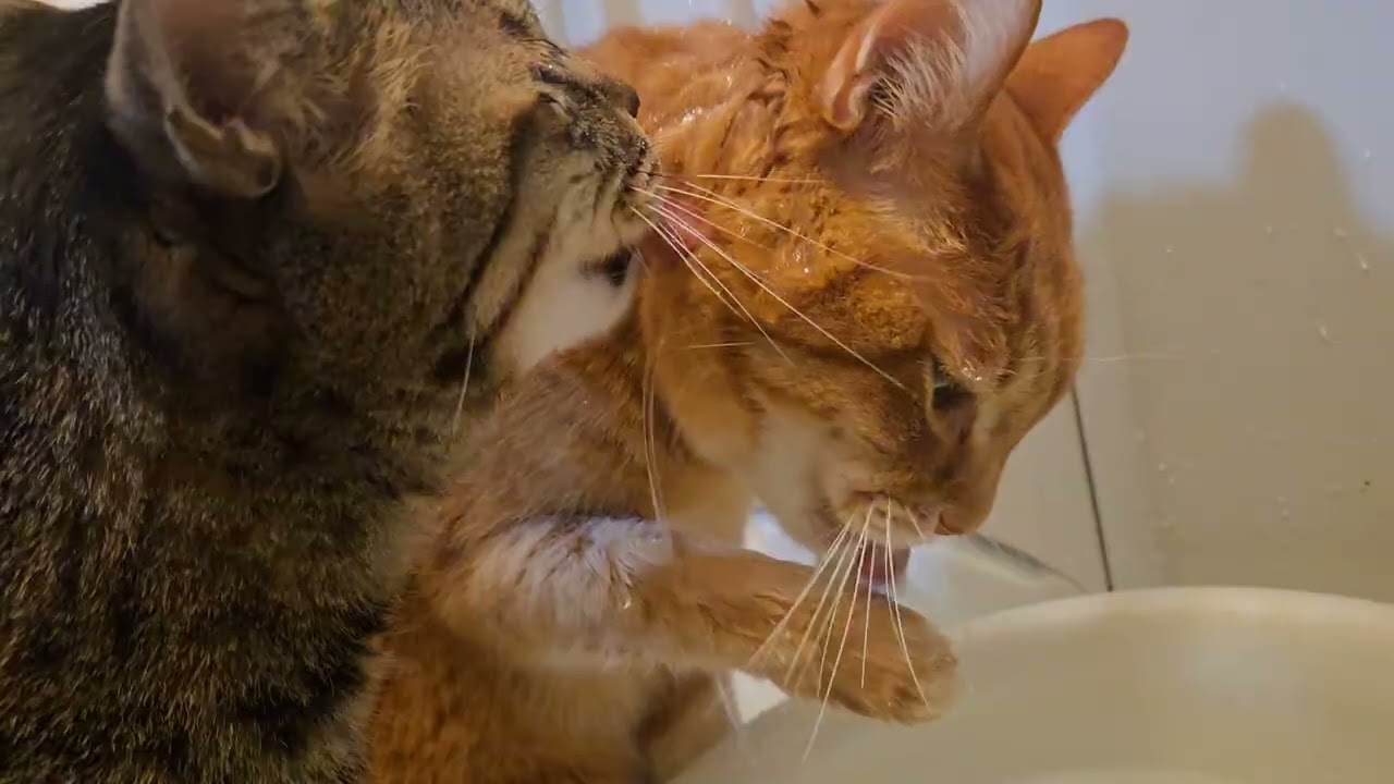 早朝からビチャビチャ飲み