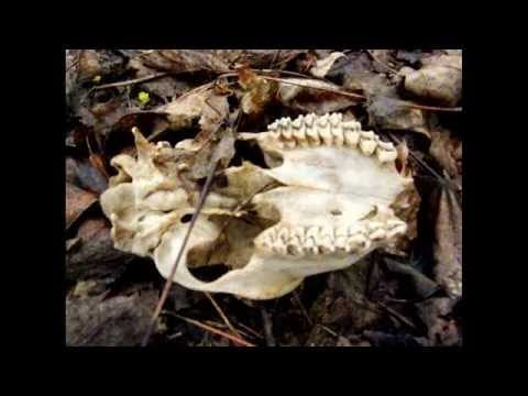 Westwall WWII Bunker Fragmente und verschlossenes Dornwäldchen