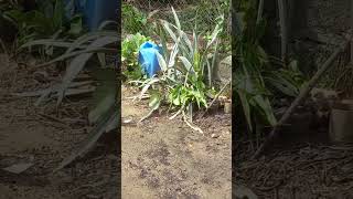 Download lagu here we go baby #chicken #chicks mp3