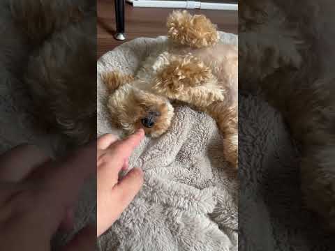 経営学科 完全にあお向けでゴロンと寝転ぶトイプードル10ヶ月 #toypoodle #puppy #トイプードル