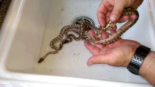 Lesser bee clean up 😍😍😍😍