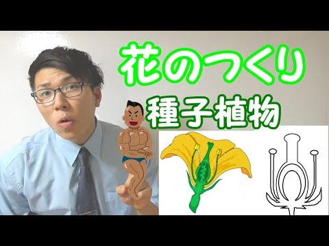 一年生のヒメバネ 植物