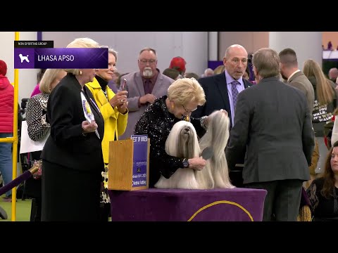 Lhasa Apsos | Breed Judging 2025