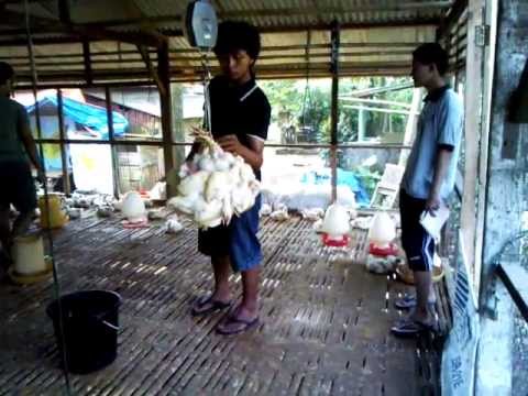 Na pumayat sa pamamagitan Mirena Na pumayat sa pamamagitan ng 12 kg para sa 2 linggo