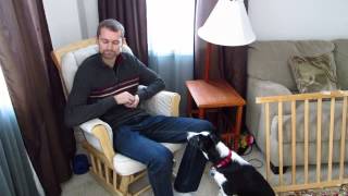Positive reinforcement using calming signals for dog socialization to calm fear.