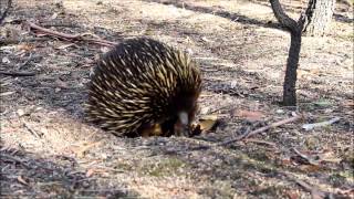 wild echidna walking