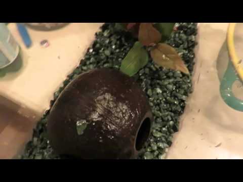 How to clean a Betta Fish Tank