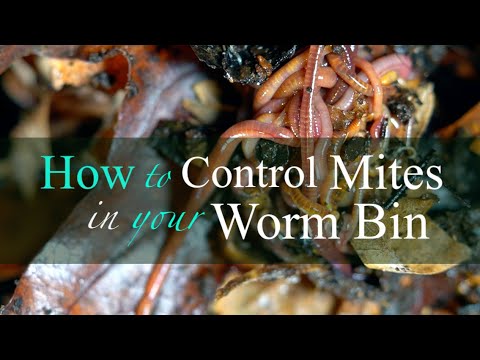 Worm Bin Pests: Mites