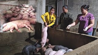 Buying piglets to raise, A new start after the African cholera epidemic. ( Ep 248 ).