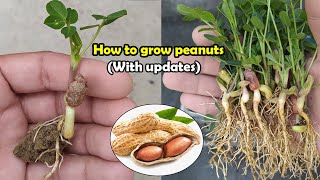 How to grow Peanuts | Complete Guide