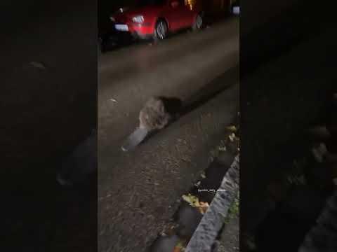 Polish Guy Finds a Beaver on the Road and is Overjoyed! 🦫🎉😂