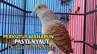 Download lagu Perkutut Betina memanggil jantan Suara bersahutan perkutut lokal gacor , Ampuh untuk PANCINGAN mp3