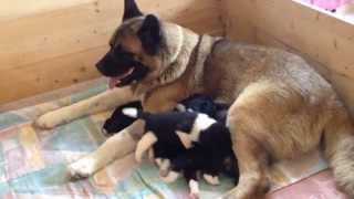 preview picture of video 'American Akitas Lohra - Welpen'