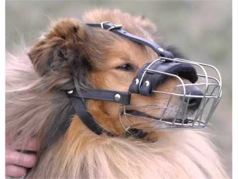 Dog muzzle set of picture collection and ideas - dog product...