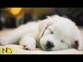 20 HOURS of Deep Sleep Dog Calming Music🐶🎵Anti Separation Anxiety Relief🐶🎵Dog Music 💖🎵 NadanMusic