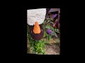 Penelope Penguin S Botanical Adventure