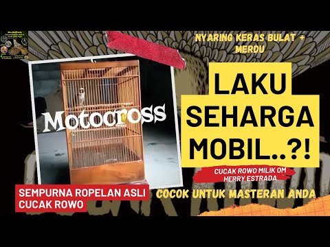 Cucak Rowo Gacor Ropel Asli Istimewa Begini boss.!! Nyaring Bulat Cocok Untuk Masteran #cucakrowo