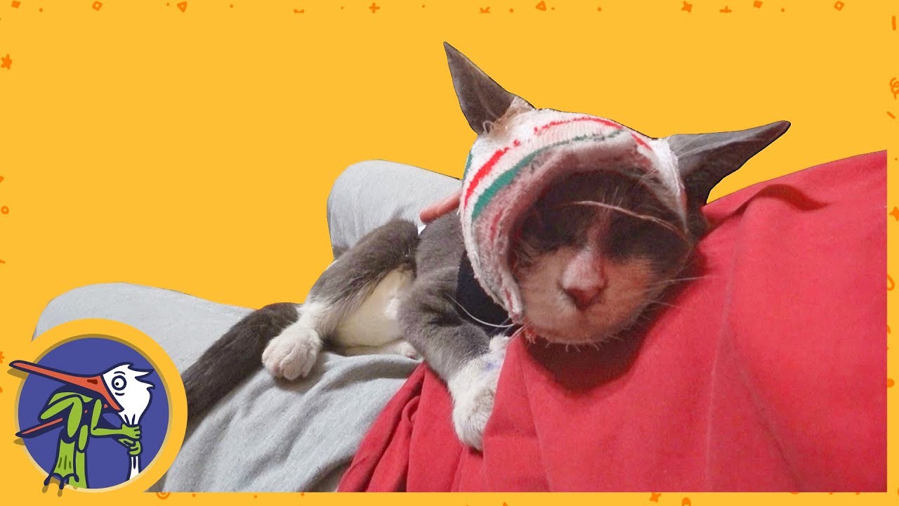 ПОПРОБУЙ НЕ ЗАПЛАКАТЬ СПАСЕННАЯ КОШЕЧКА ВЫЖИЛА  Едем на перевязку