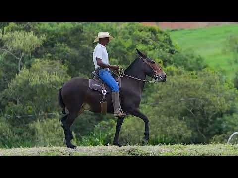 LOTE 11 ÓPERA DA LAGOA