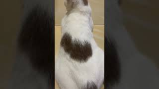 Download lagu seperti tulisan apa ini ya. #vidioshort #shorts mp3