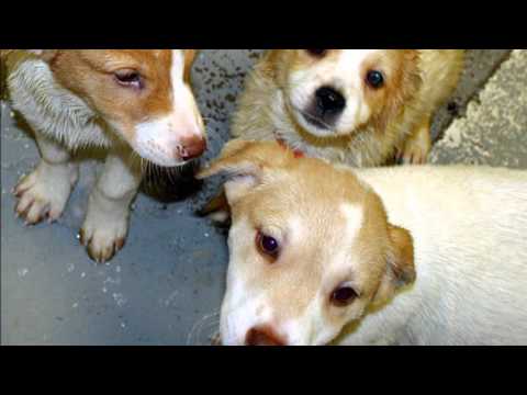 Pet Adoption - Lynchburg and Roanoke, Virginia