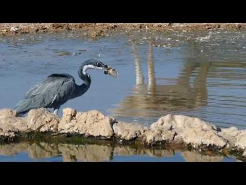 Black Headed Heron   killing/hunting birds