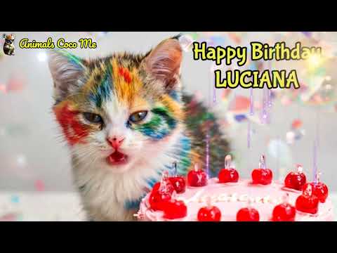 HAPPY BIRTHDAY TO LUCIANA CAT SONG WITH NAMES   Adorable Cute Cat 😺
