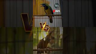 Download lagu MASTERAN TERBAIK 🔴 CUCAK CUNGKOK VS CILILIN #kicaumania #masteranjernih #kicaumanianusantara mp3