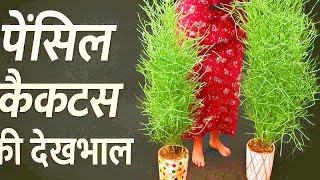 इतना हेल्दी फुल ग्रोथ के लिए पेंसिल कैक्टस का जाने राज है#gkgarden #gardening #garden#viralvideo