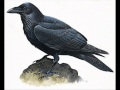 Nox Arcana - The Raven