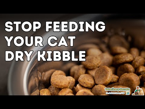 Dangers of Dry Cat Food