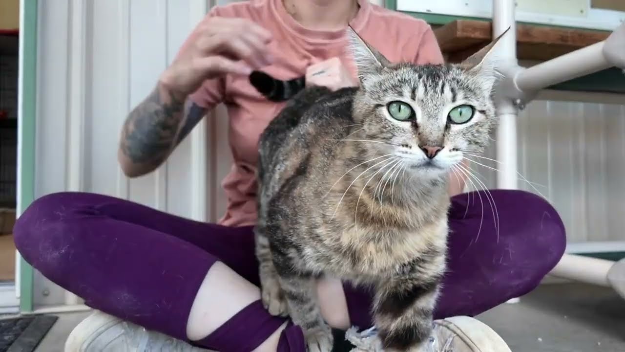 Enlarge Sunshine, an adopted mixed breed in Monroe, WA video 6/6