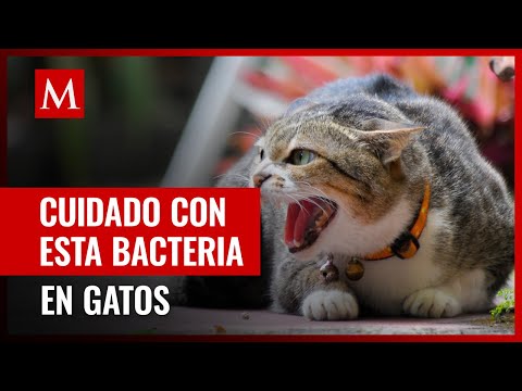 Descubren bacteria peligrosa en gatos