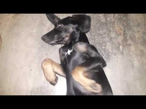 Nazira Esta Más Perezosa Que Nunca🐈🐕😅