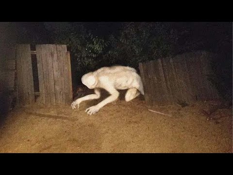 Cryptid Sightings That PROVE They Exist