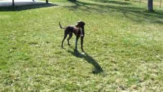 preview picture of video 'Dork Dog- German Shorthaired Pointer'