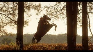 Dana Rexx - Fire Breathing Dragon (Official Video)