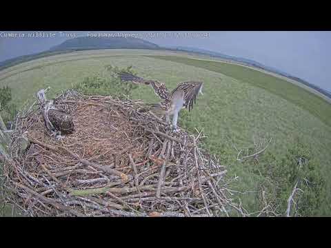 Watch an osprey's first flight! 'Blue 462' female osprey fledges on 12 July 2021 just before noon.