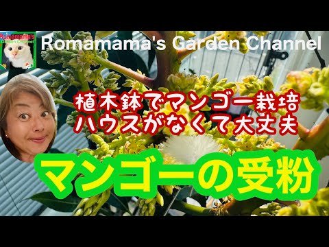 園芸 北方マンゴーの栽培と維持、同化