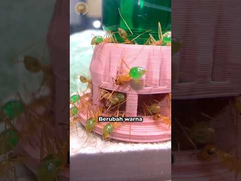 Semut-Semut Ini Dikasih Air Gula Hijau, Perut Mereka Langsung Berubah Warna