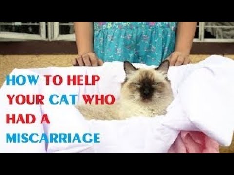 Why does miscarriage happens in cats  Symptoms of a Miscarriage in a Cat