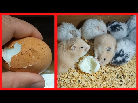 baby hamsters love to eat boiled egg whites , to provide their bodies with the necessary protein for