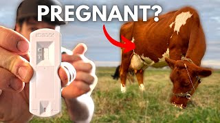 EVEN FASTER AT HOME Pregnancy Test for Cows! (IDEXX Alertys OnFarm Test)